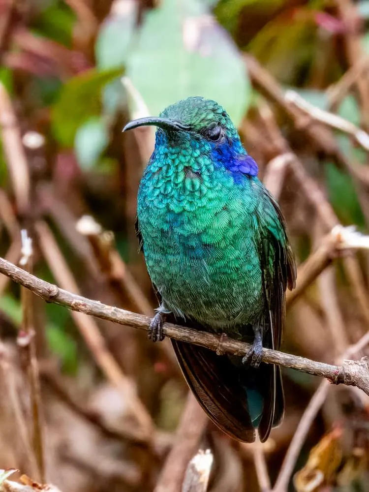 Lesser Violetear sitting on a branch with its eyes closed