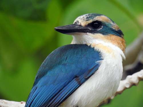 The Mewing Kingfisher is found only in the Cook Islands. Superficially, it resembles the Sacred Kingfisher found throughout Australasia. It is named Mewing for its call, which you can listen to here. A very unusual sound for a kingfisher to make!