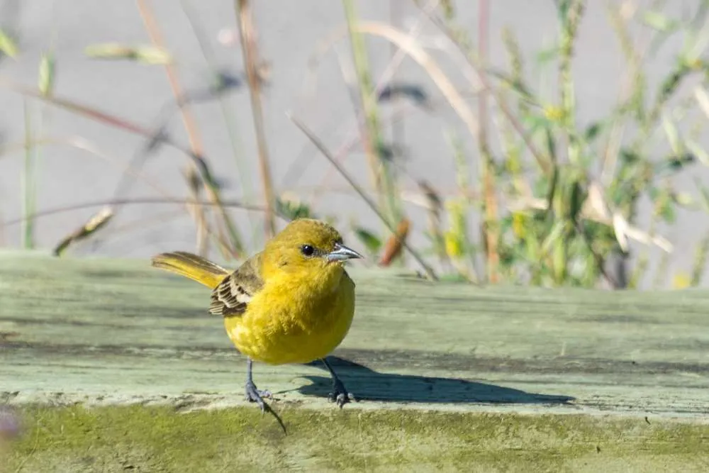 Female Orchard Oriole standing on a platform