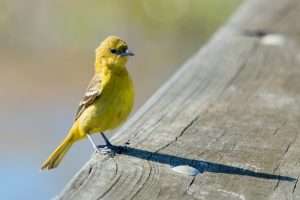 Female Orchard Oriole standing on the edge of a platform