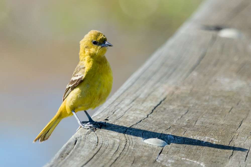 Female Orchard Oriole standing on the edge of a platform