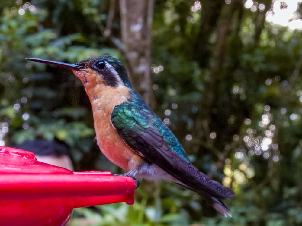 Purple-throated Mountain-gem close up at a feeder