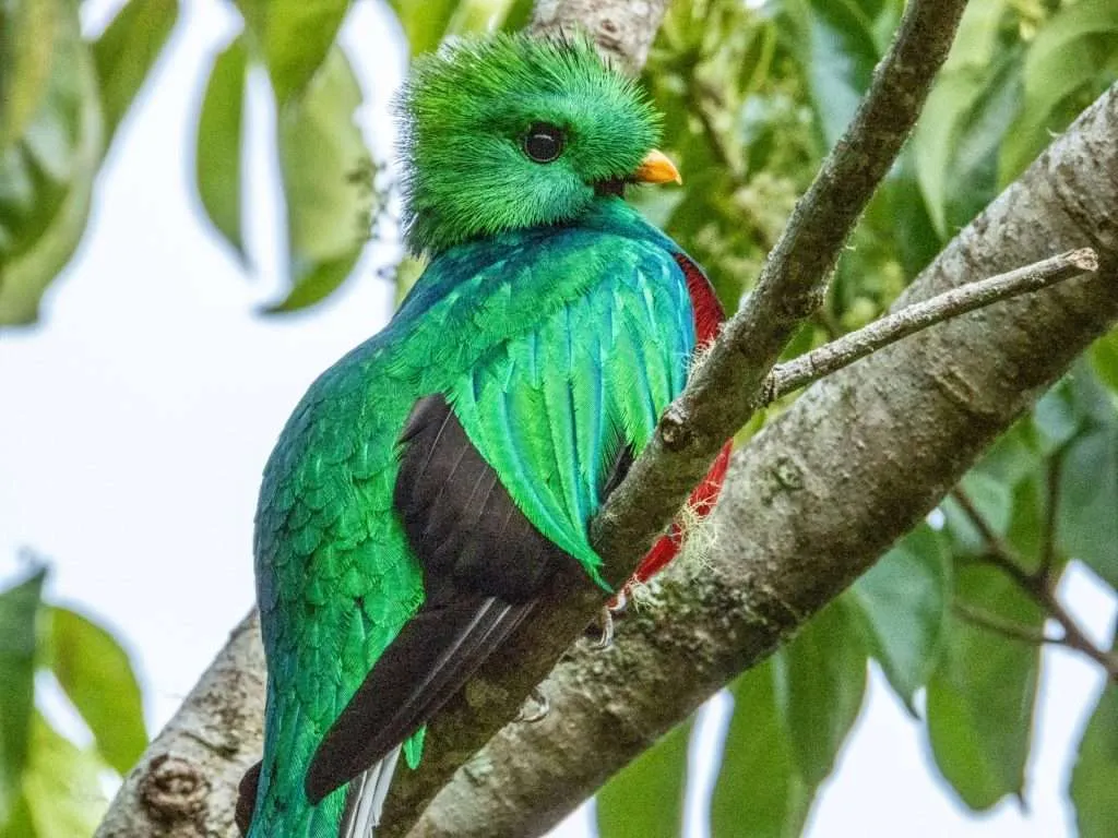 Photo of a male Resplendent Quetzal with brilliant green plumage.