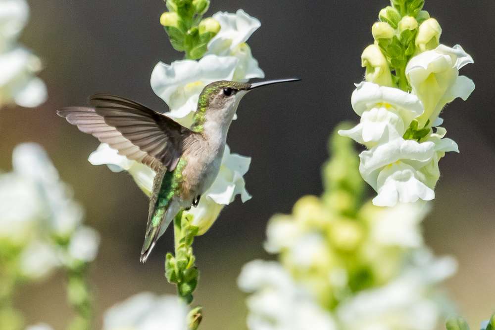 Ruby-throated Hummingbird hovering next to some white flowers