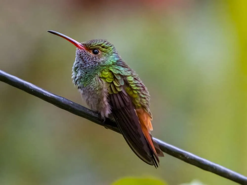 Rufous-tailed Hummingbird sitting on a wire