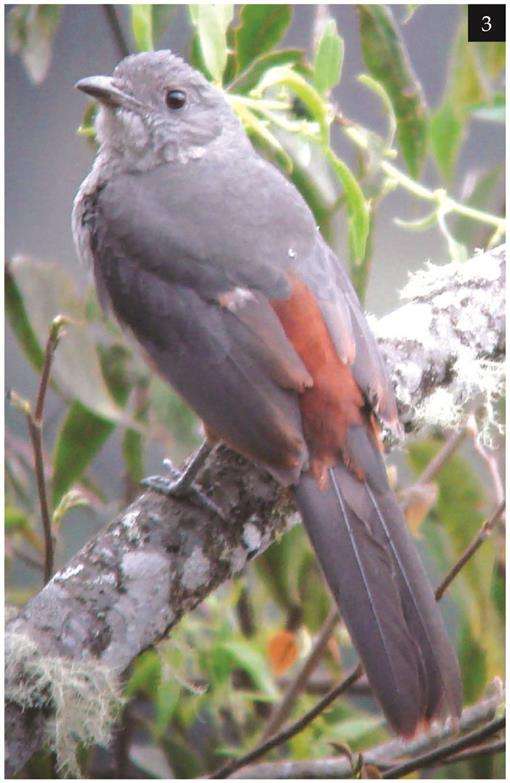 A rather plainer bird this time - a cotinga found in Bolivia and Peru. It is rare, vulnerable and cryptic making it difficult to find.