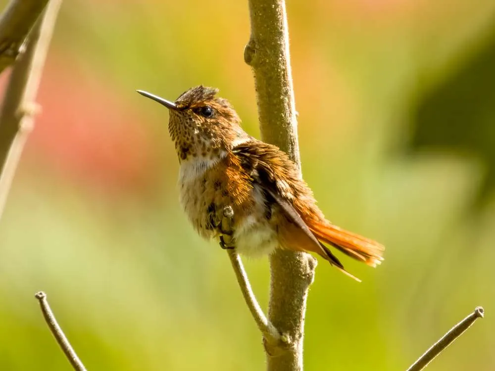 Scintillant Hummingbird sitting on a small stick in the sun