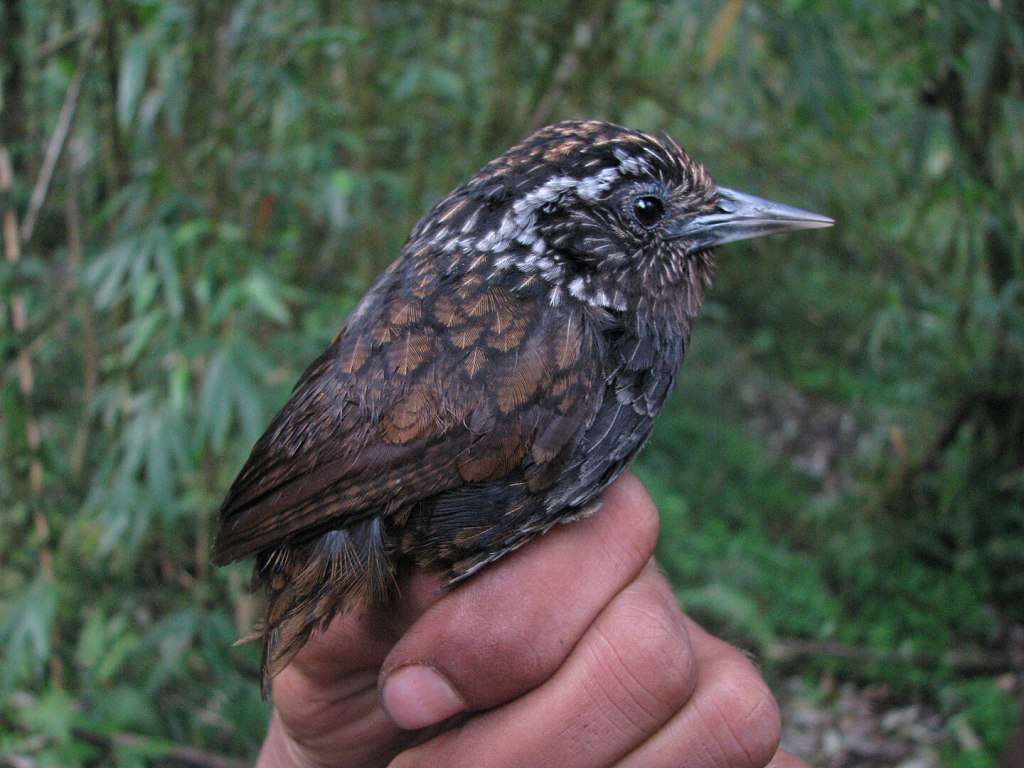 This attractive bird is quite logically named. Sikkim for the location in Bhutan where it was first discovered, wedge-billed for the sharp bill and babbler for the incessant chattering made by this family of birds. It is rare and Near Threatened surviving in pockets of dense forests.