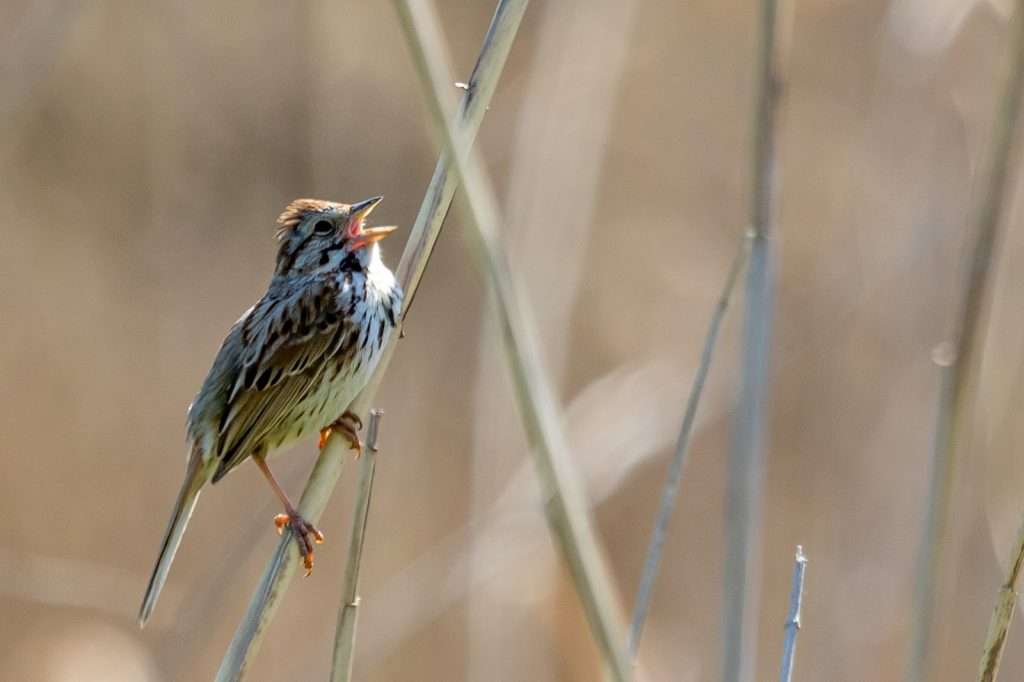 Song Sparrow singing on a cold morning.