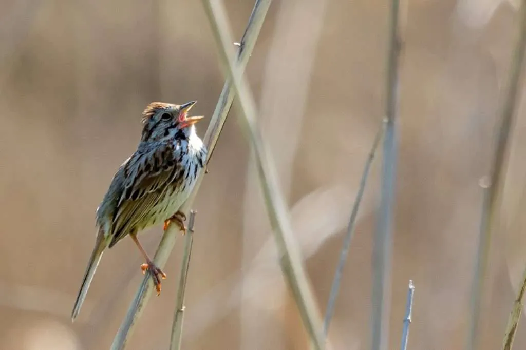 Song Sparrow singing on a cold morning.