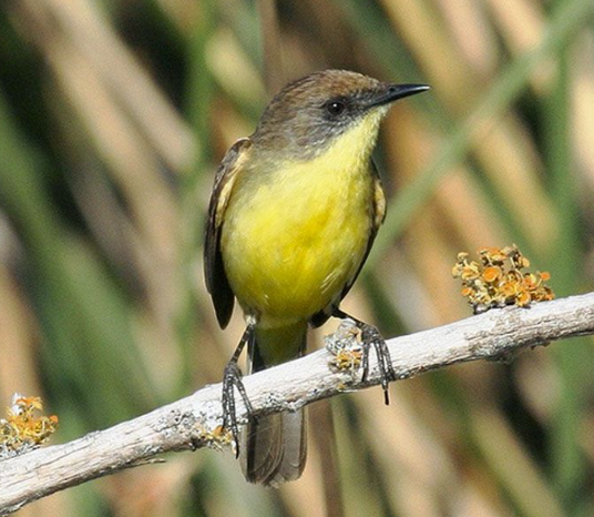 The Ticking Doradito is a South American migratory tyrant-flycatcher. It is an attractive small bird that was only discovered in the last 15 years. Found in swampy areas, it is little known or studied.