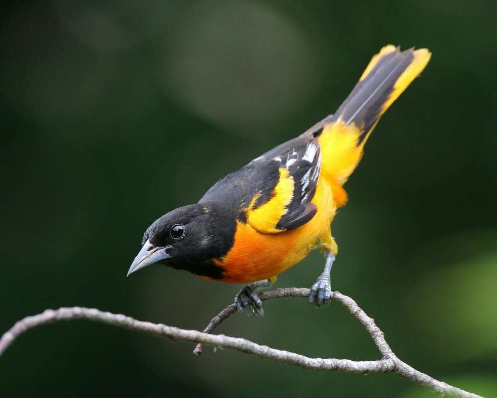 Baltimore Oriole sitting on a small twig