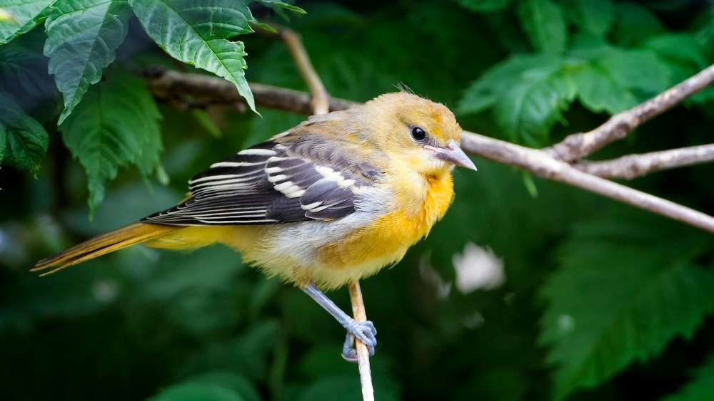 Juvenile Baltimore Oriole sitting in a bush