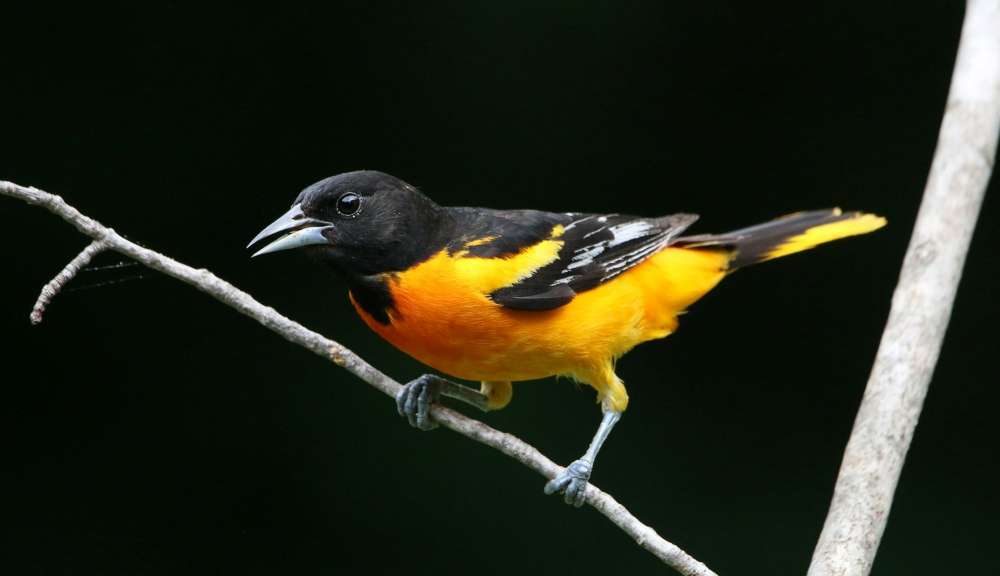 Baltimore Oriole sitting on a stick