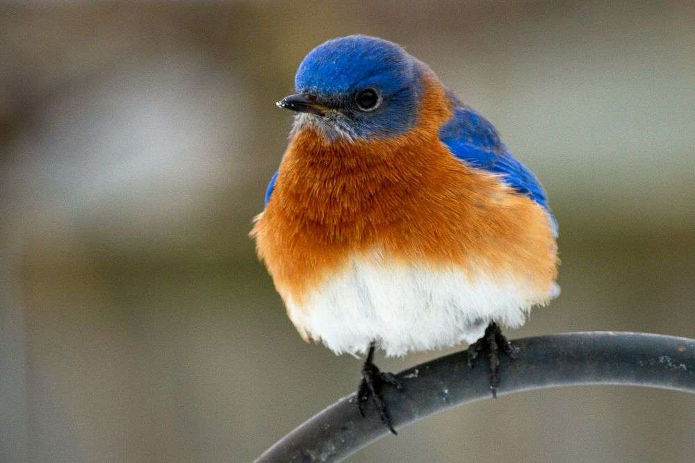 Eastern Bluebird in bright plumage sitting on a feeder