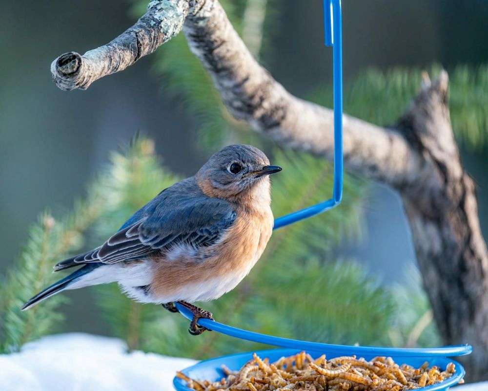 Eastern Bluebird juvenile looking at mealworms