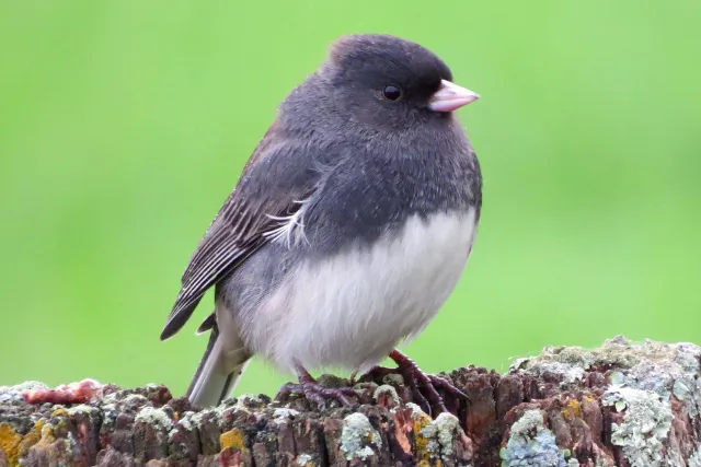 bird with black breast and white belly