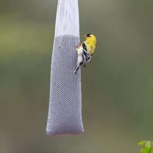 Nyjer Feeder with a finch hanging