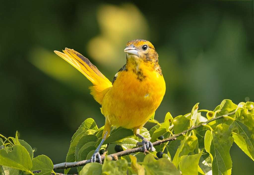 Bullock's Oriole sitting on a branch and leaves