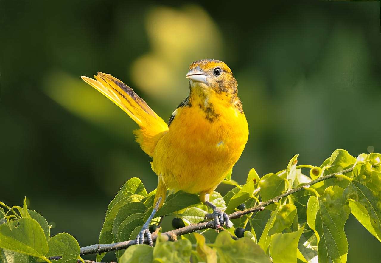 Bullock's Oriole sitting on a branch and leaves
