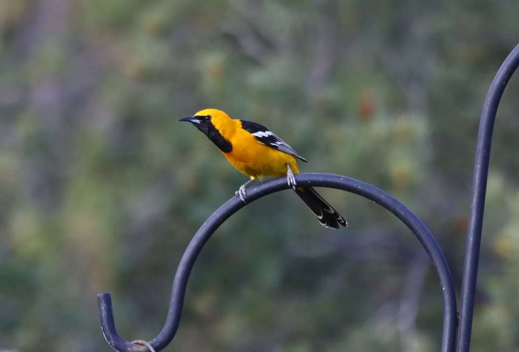 Bullock's Oriole sitting on top of a shepherd's hook