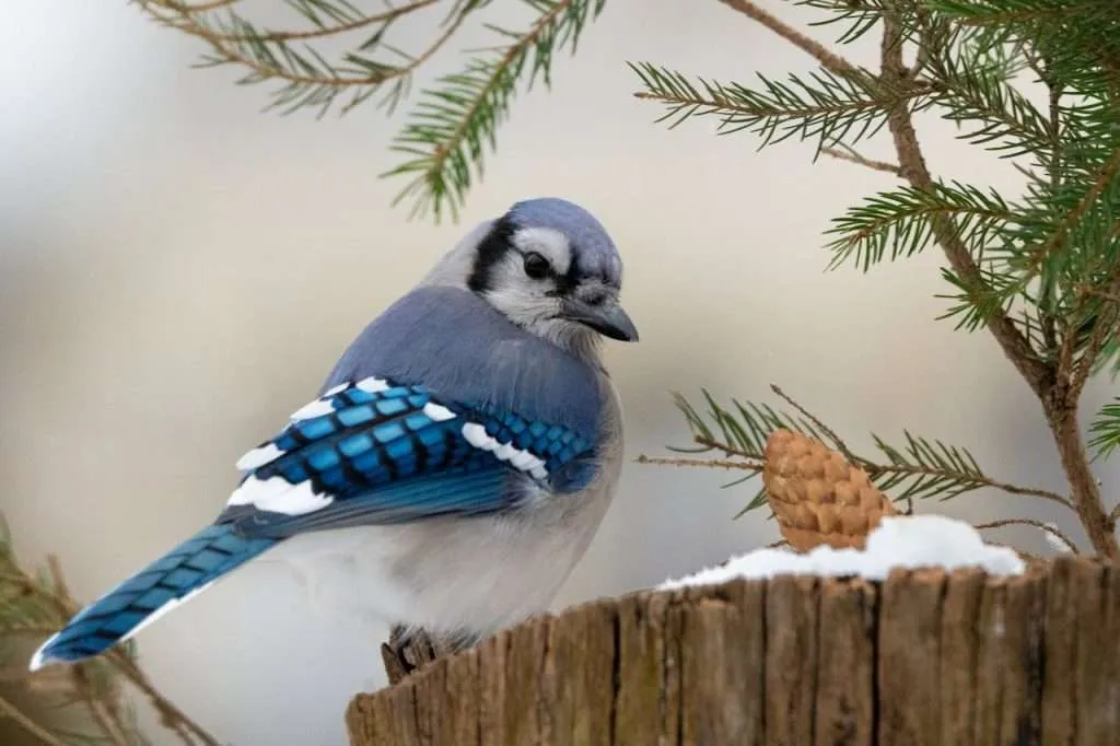 Blue Jay in snow on a tree