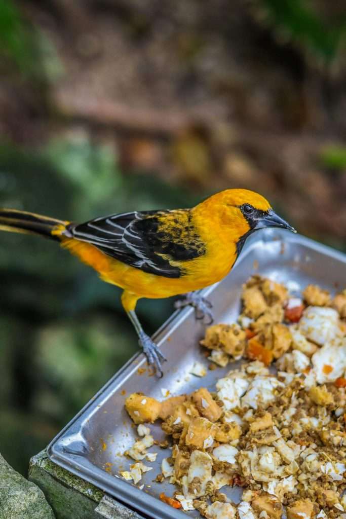 Bullock's Oriole at a feeder