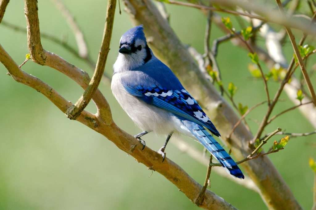 Large songbird with blue back speckled with white, pale front the black bib.
