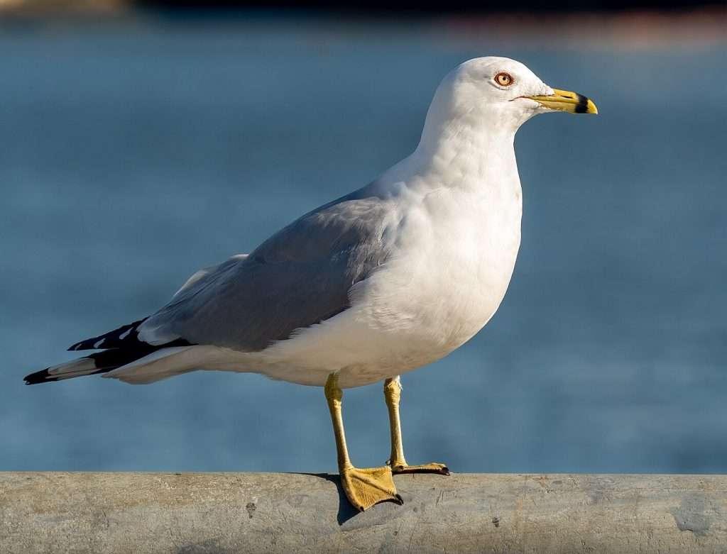 Large plain gull with yellow bill with black ring around it.