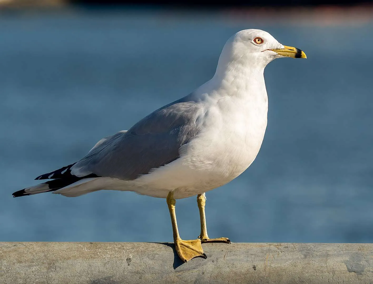 Large plain gull with yellow bill with black ring around it.