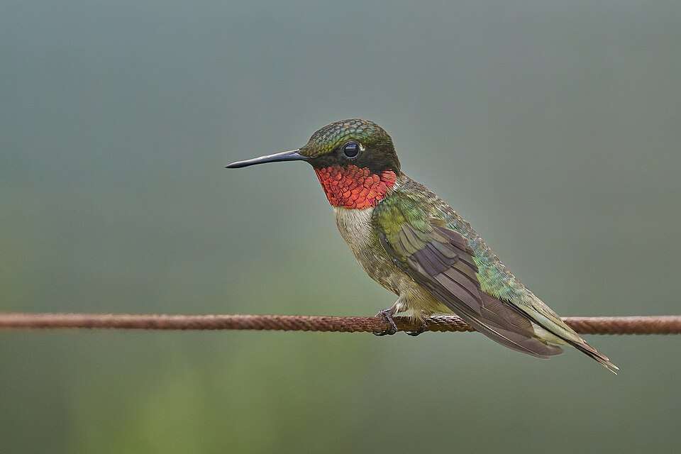 Green hummingbird with cream breast and bright red gorget.