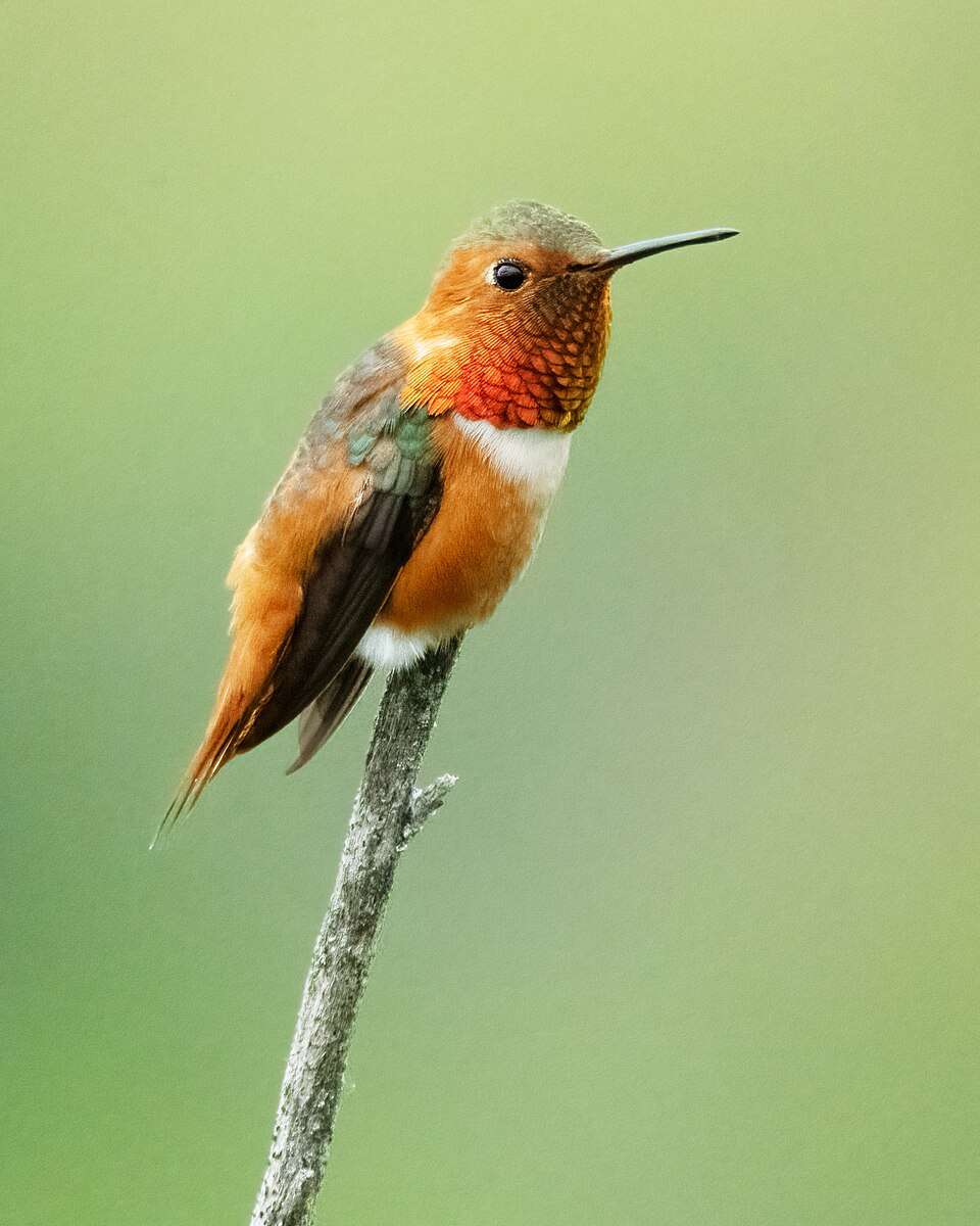 Brown hummingbird with green wings and bright red gorget.