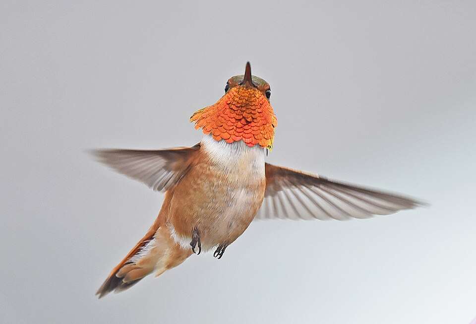 Brown hummingbird with bright red gorget. It is in flight.