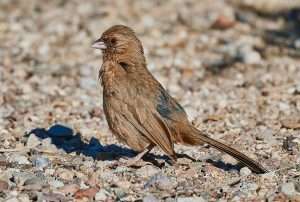 Medium sized plain brown bird with black eye.