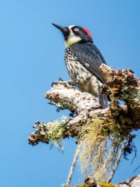 Dark woodpecker with red nape and cream around the face.