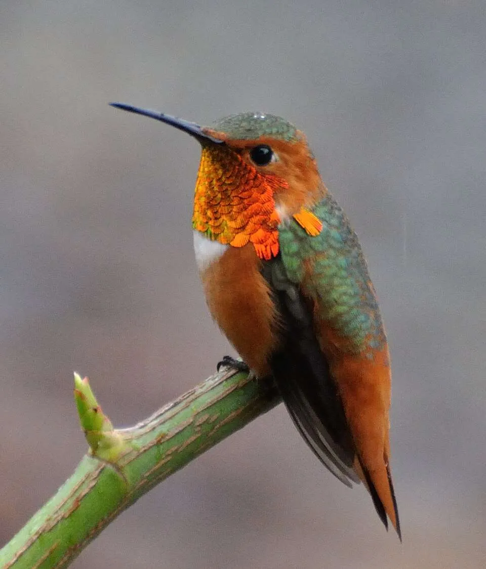 Male Allen's Hummingbird with brilliant orange gorget