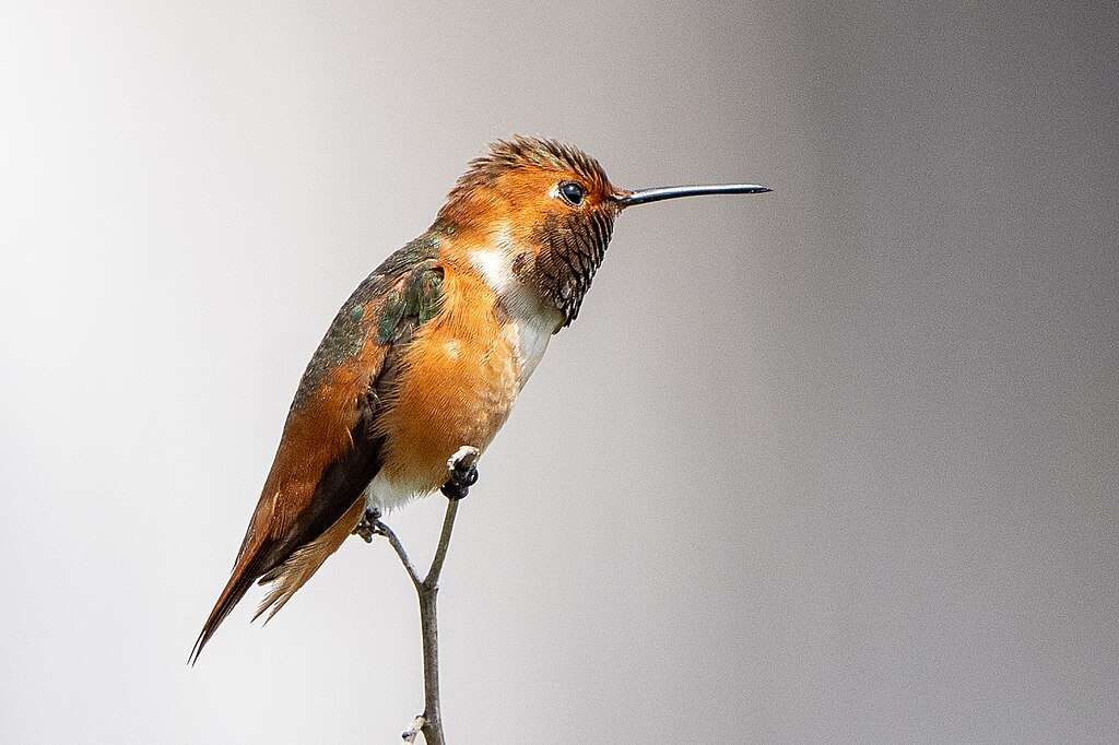 Male Allen's Hummingbird sitting on a small twig