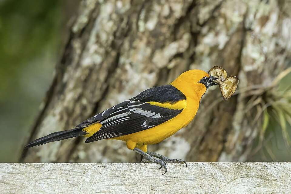 Bright orange and black bird with a large seed in its mouth.
