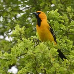 Bright orange bird with black chin sits in tree foliage.