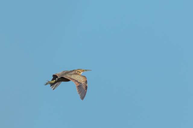 Large marsh bird with cryptic streaky brown plumage in flight.