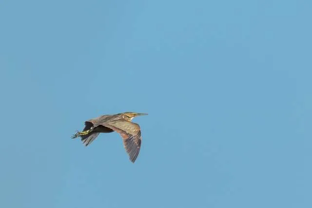 Large marsh bird with cryptic streaky brown plumage in flight.