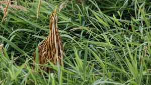Large, cryptic bird with brown streaks down the breast.