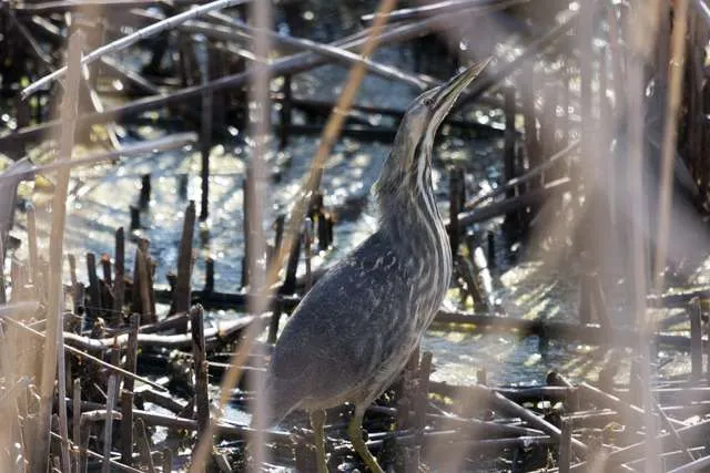 Large marsh bird with cryptic streaky brown plumage.