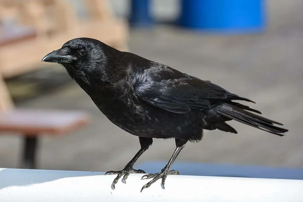 American Crow standing on a rail