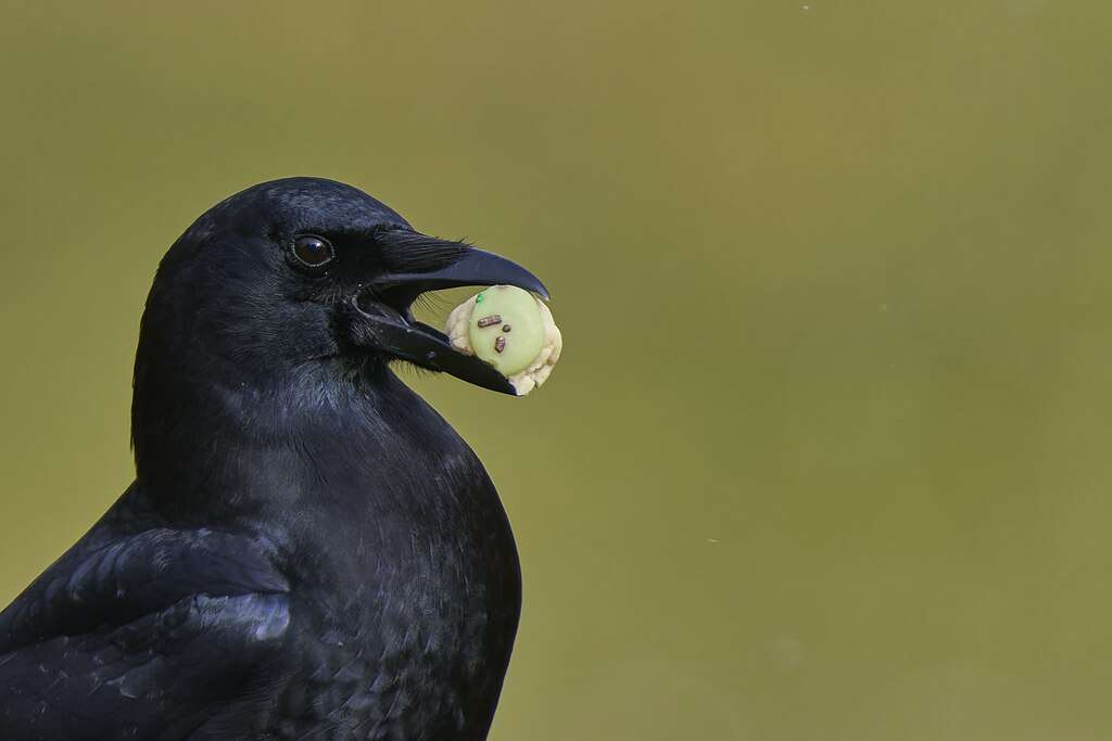 American Crow eating a piece of cookie