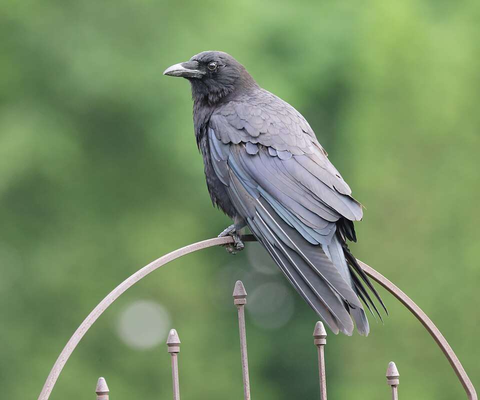 American Crow sitting on a metal railing