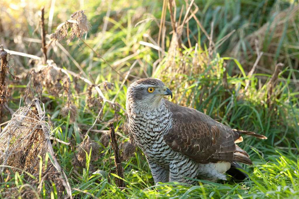 American Goshawk in grass