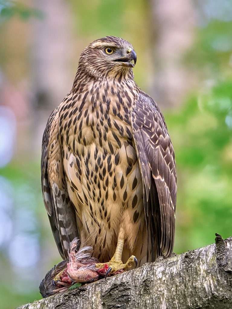 American Goshawk with a kill