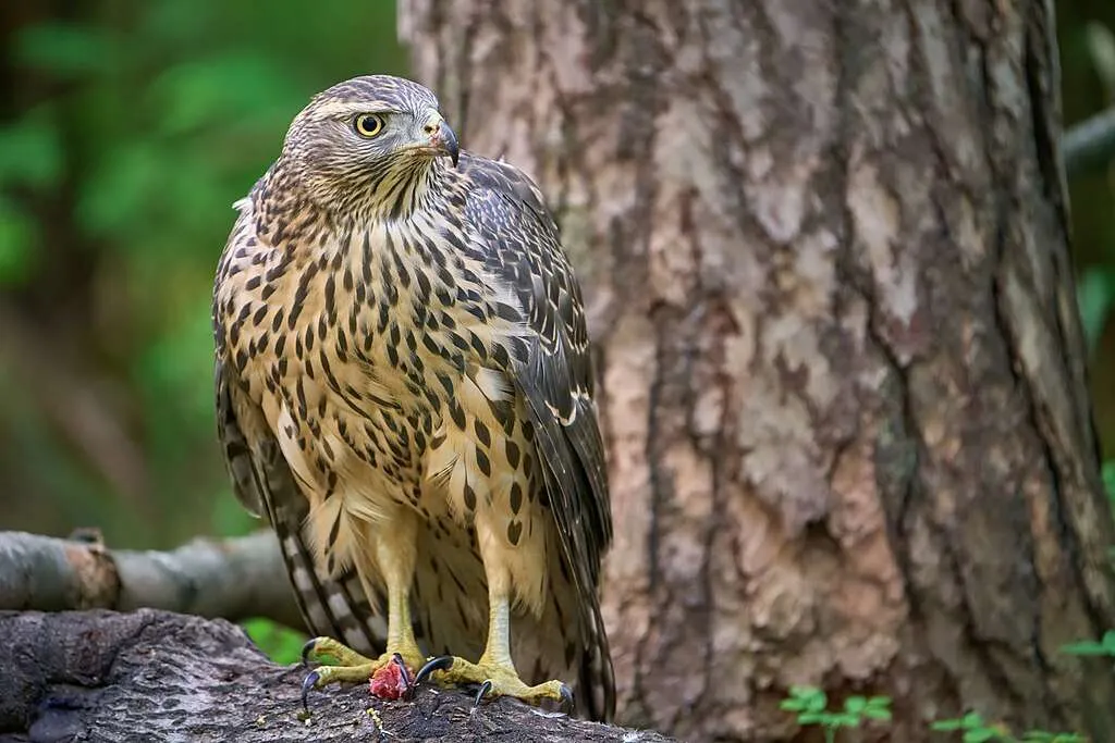 American Goshawk with a kill