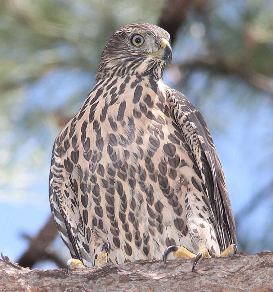 American Goshawk sitting high up